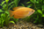 Colour Honey Gourami - Xl — Generated representative illustration. Not actual stock or measured-size evidence. LOP asset 884a8376-2053-43f6-a35f-d7c86067906d