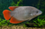 Red Tail Giant Gourami — Generated representative illustration. Not actual stock or measured-size evidence. LOP asset fca3cdb0-c78e-44d7-a7d6-cf2c5de3e459