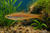 Danio Kyathit Spotted — Generated representative illustration. Not actual stock or measured-size evidence. LOP asset 0b7bdab8-bca3-4fc9-8f66-167ab0f3160c