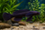 Astropurpureus Black Kumpay Goby — Generated representative illustration. Not actual stock or measured-size evidence. LOP asset 51bb59f3-780f-4886-be44-1f9702e19264