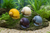 Assorted Colour Apple Snail — Generated representative illustration. Not actual stock or measured-size evidence. LOP asset 6f46e6a4-a066-434b-a3ce-6f44b009e292