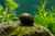 Militaly Helmet Snail — Generated representative illustration. Not actual stock or measured-size evidence. LOP asset e0c7bab5-4bf2-4ead-9733-fdc57c65a716