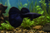 BLACK MOSCOW GUPPY — Generated representative illustration. Not actual stock or measured-size evidence. LOP asset 3ee5b4bb-56be-40fd-826d-c80a96c5cb1c