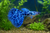 Blue Variegated Guppy (Male) - M — Generated representative illustration. Not actual stock or measured-size evidence. LOP asset 92cf2ab8-01f8-40bc-a917-d3b87893d9de