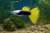 Tuxedo Yellow Tail Guppy (Male) - M — Generated representative illustration. Not actual stock or measured-size evidence. LOP asset a6b01073-feb3-4009-a4a6-74511941bd86