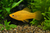 Golden Dust Platy — Generated representative illustration. Not actual stock or measured-size evidence. LOP asset 6bcf57de-5d1f-4cc2-82e0-945724b1c9fc