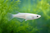 Medaka Shiro(Japanese Rice Fish White ) — Generated representative illustration. Not actual stock or measured-size evidence. LOP asset a46b3a76-5b36-4bbc-b005-8b4112c1a867