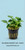 Anubias barteri var nana - Potted plant reference. Supplied via Aquatic Plants workbook; actual stock and selected packing may vary.