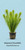 Mayaca fluviatilis - Submerged - Potted plant reference. Supplied via Aquatic Plants workbook; actual stock and selected packing may vary.