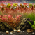 Phyllanthus fluitans, per portion - Plant appearance reference. Supplied via Aquatic Plants workbook; actual stock and selected packing may vary.