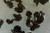 Supplier catalogue variety reference for HM Black / Orchid. Photo labels may differ from catalogue offer; not exact stock, sex or measured-size evidence.