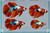 Generated aquarium illustration for Galaxy HM. Not a supplier photograph, exact stock, sex or measured-size evidence.