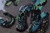Supplier catalogue variety reference for PK Nebula. Photo labels may differ from catalogue offer; not exact stock, sex or measured-size evidence.