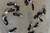 Supplier catalogue variety reference for PK Black Samurai. Photo labels may differ from catalogue offer; not exact stock, sex or measured-size evidence.