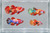 Generated aquarium illustration for PK Multi Colour. Not a supplier photograph, exact stock, sex or measured-size evidence.