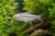 BLACK NEON TETRA ALBINO - AI-generated catalogue illustration, not actual stock. Source: Shop-CC TT-002; asset e9043c3e-5d8c-4252-9bf6-f3ae454dc002