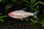 BRILLIANT RUMMY NOSE TETRA - AI-generated catalogue illustration, not actual stock. Source: Shop-CC TT-055; asset 3445b248-e680-45c5-a4e1-d3676f8eb435
