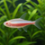 CARDINAL TETRA ALBINO - AI-generated catalogue illustration, not actual stock. Source: Shop-CC TT-020; asset 776beccb-184d-4aef-9545-fd1007631b2a