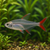 GLASS BLOODFIN - AI-generated catalogue illustration, not actual stock. Source: Shop-CC TT-028; asset 26726b32-6753-4aa6-9d19-63e53386268d