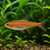 GLOW LIGHT TETRA - AI-generated catalogue illustration, not actual stock. Source: Shop-CC TT-029; asset 7b662146-26fd-4a10-98be-911c04844702