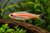 GLOW LIGHT TETRA ALBINO - AI-generated catalogue illustration, not actual stock. Source: Shop-CC TT-004; asset 70334bac-d463-4702-8910-36eb527ab185
