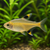 GOLDEN PRISTELLA - AI-generated catalogue illustration, not actual stock. Source: Shop-CC TT-032; asset b8fb6e47-4373-472a-9ab4-033647c55d2e