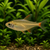 KITTY TETRA - AI-generated catalogue illustration, not actual stock. Source: Shop-CC TT-036; asset 4018fde1-60f2-4b36-ae27-8b39baeda55c