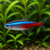NEON TETRA - AI-generated catalogue illustration, not actual stock. Source: Shop-CC TT-038; asset abe45337-b8e9-44ef-bcc8-6837f9698ea0