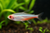 NEON TETRA ALBINO - AI-generated catalogue illustration, not actual stock. Source: Shop-CC TT-007; asset 6ac55a82-97a8-43dd-94c2-fc4aa6ad4059