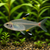 PRISTELLA TETRA - AI-generated catalogue illustration, not actual stock. Source: Shop-CC TT-042; asset c8b5e830-eb71-47f4-89d5-184869330ca7