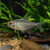 RED EYE TETRA - AI-generated catalogue illustration, not actual stock. Source: Shop-CC TT-045; asset 651737eb-66f4-4bcc-980d-7797ccff81a5