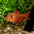 SERPAE TETRA VEILTAIL - AI-generated catalogue illustration, not actual stock. Source: Shop-CC TT-057; asset 1cb29afd-1f63-4015-a90b-fac5ade468fc