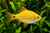 ROSY BARB - Yellow — Generated representative illustration. Not actual stock or measured-size evidence. LOP asset 603c5c15-4433-479a-a95e-c8803fb35e7d