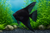 BLACK ANGEL — Generated representative illustration. Not actual stock or measured-size evidence. LOP asset a7a308af-c0fa-4f5f-8423-939a48a305be