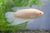 ALBINO PARADISE FISH — Generated representative illustration. Not actual stock or measured-size evidence. LOP asset 901a8095-1478-40b5-8d94-45b536ac47a5
