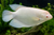 Albino Red Eye Giant Gourami — Generated representative illustration. Not actual stock or measured-size evidence. LOP asset abcfbee7-61fb-4184-8e20-13a57ebc7d8b