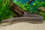 Tyre Trac Eel/Flower Tyre Eel — Generated representative illustration. Not actual stock or measured-size evidence. LOP asset 1e58fb1e-1453-45cb-8cdc-c3619fa9c445