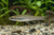 Zacco Platypus — Generated representative illustration. Not actual stock or measured-size evidence. LOP asset 46829ed7-073f-43e5-af99-65298ef1751a