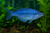BLUE RAINBOW — Generated representative illustration. Not actual stock or measured-size evidence. LOP asset 5b3ac6e8-35bb-453e-90a6-9354c8d0232c