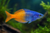 BOESEMANI RAINBOW — Generated representative illustration. Not actual stock or measured-size evidence. LOP asset fc53662b-0f4a-4080-9a30-76838bb34ba4