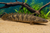 GUINEAN BICHIR — Generated representative illustration. Not actual stock or measured-size evidence. LOP asset 87069da9-5cbc-402a-a407-4952e27945ab