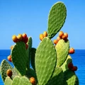 Cactus and Sea Salt Fragrance Oil