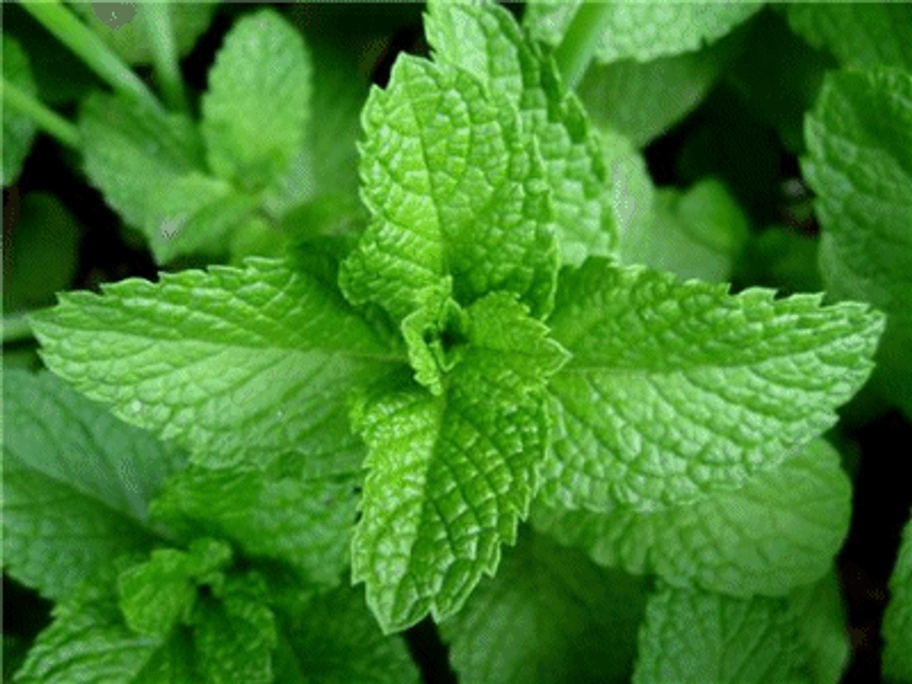 Garden Mint Fragrance Oil
