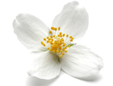 Jasmine Fragrance Oil