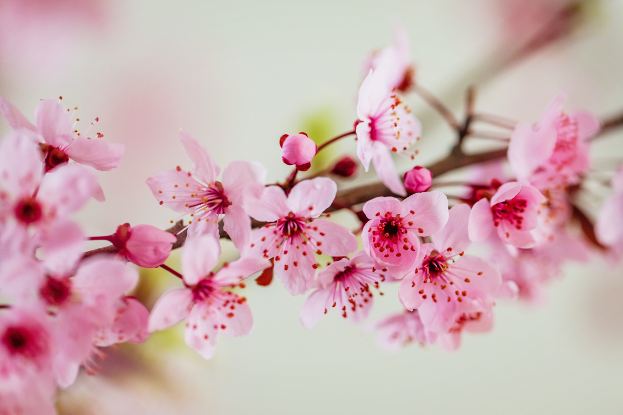 Burkhardt 55 ml Japanese Cherry Blossoms Fragrance Warming Oils (Set of 5) Symple Stuff