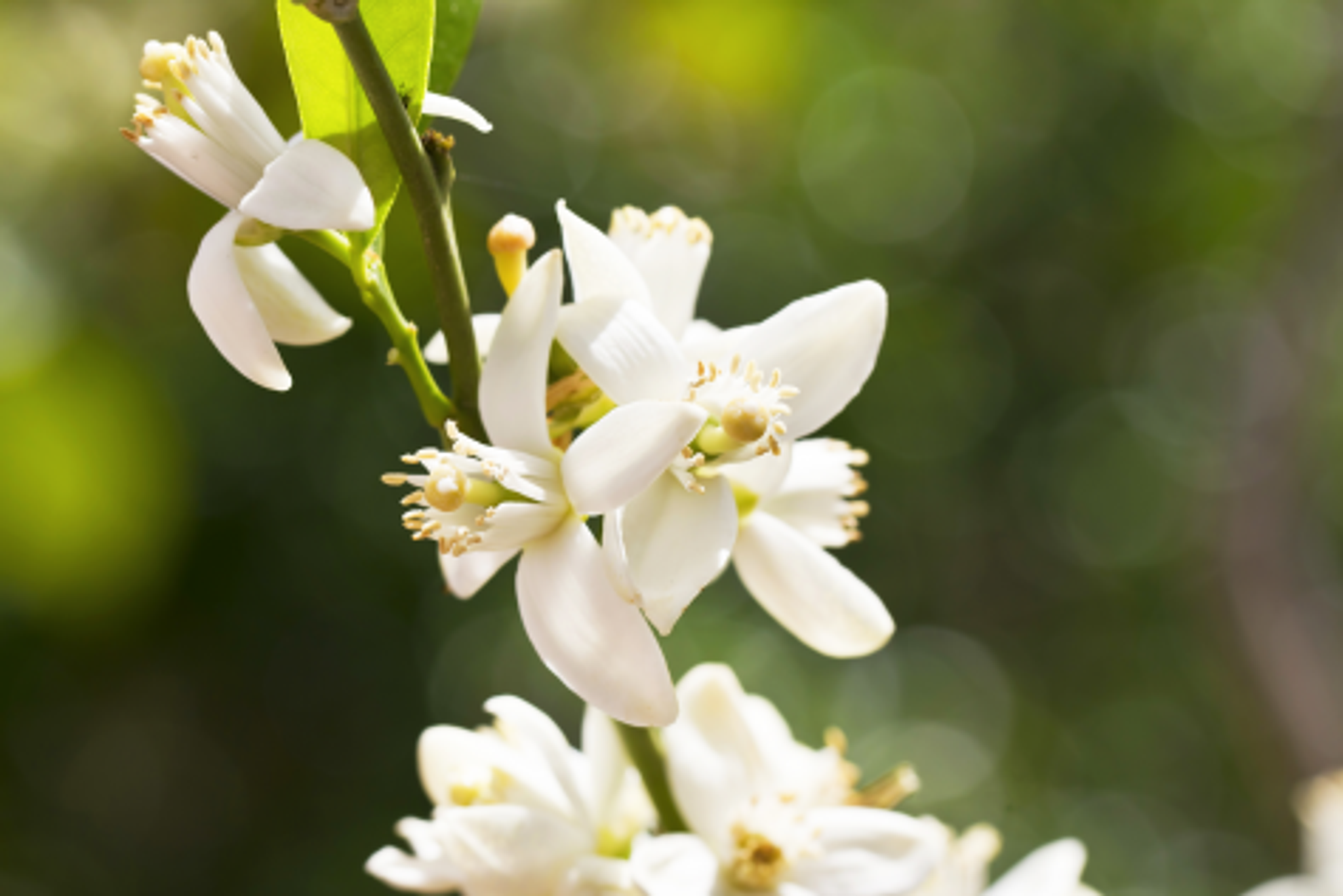 Orange Blossom Fragrance Oil