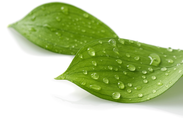 Rain Kissed Leaves Fragrance Oil Rain Kissed Leaves Fragrance Oil