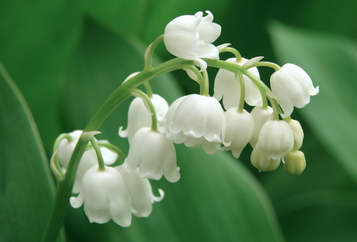 Lily Of The Valley Fragrance Oil Lily Of The Valley Fragrance Oil