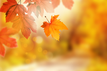 Autumn Magic Fragrance Oil Autumn Magic Fragrance Oil