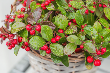Teaberry Fragrance Oil Teaberry Fragrance Oil